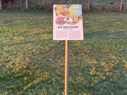 Pultaufsteller aus Edelstahl mit bedruckter Informationstafel zur Rot-Eiche auf einer Wiese.