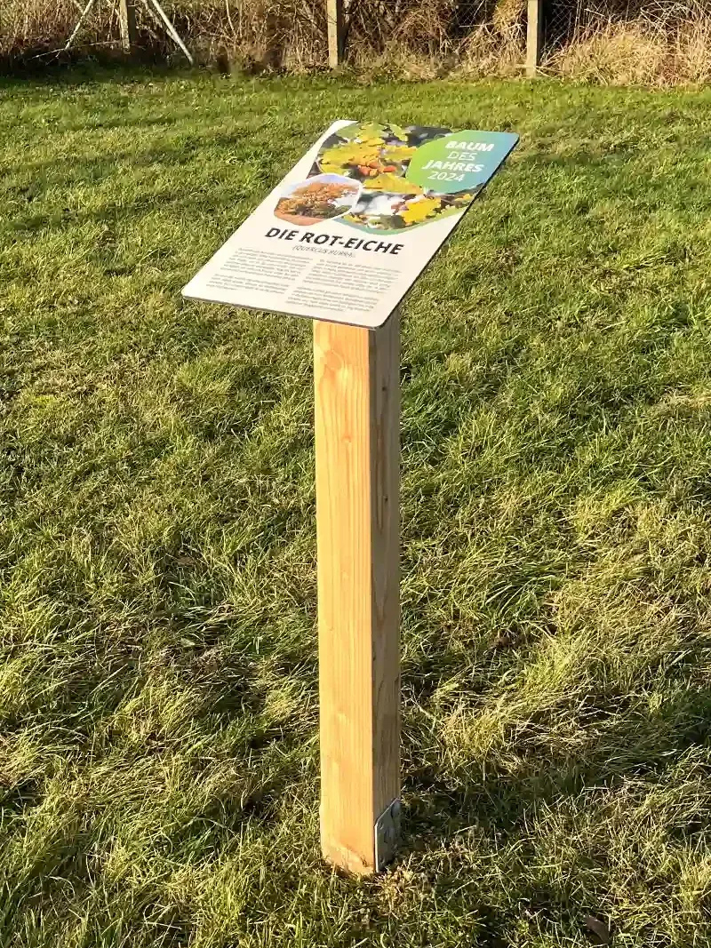Pultaufsteller aus Holz mit geneigter, bedruckter Tafel zur Rot-Eiche als Baum des Jahres auf einer Wiese.